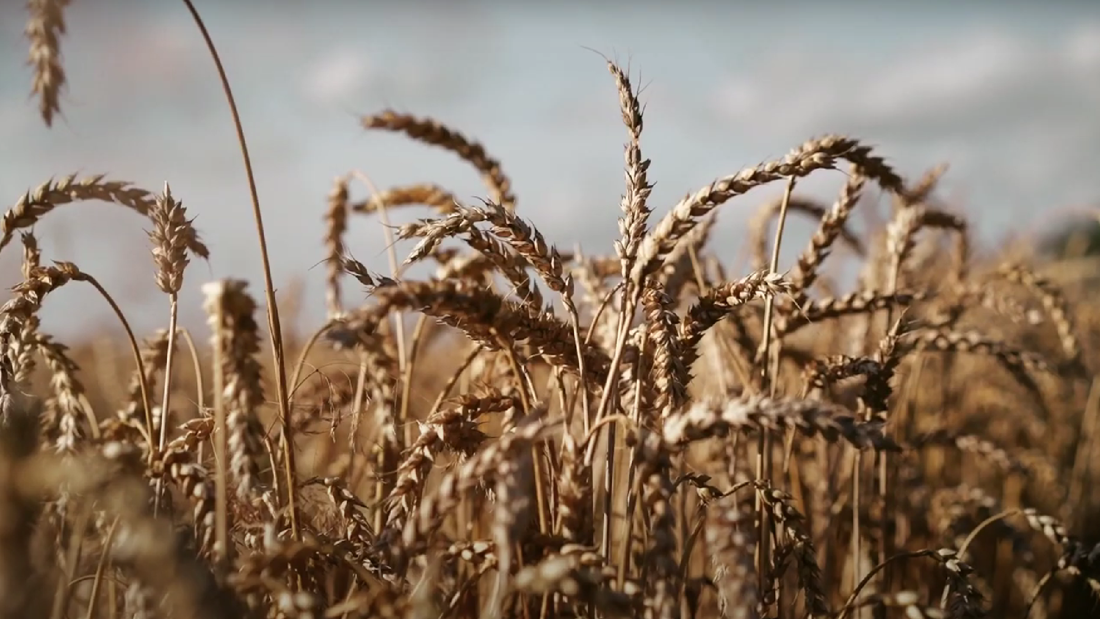 seedmaster tanıtım video görseli